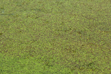 Closeup of lake/pond lush duckweed greenery. Abstract background