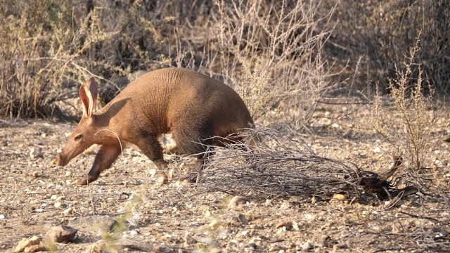Aarvark, also called Ant-Eater, Walking in the Dry Savanna in Namibia, Africa