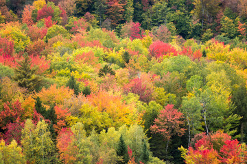 Foliage colors, New Hampshire