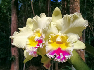 Yellow Orchids in the nature - Cattleya Orchid Purple And Yellow