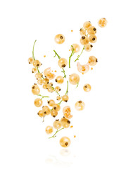 Branches of yellow currant in the air on a white background