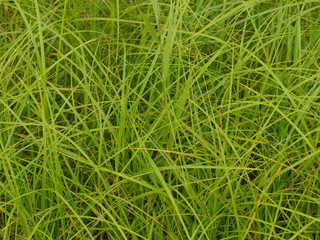 green grass plants  with long blades background