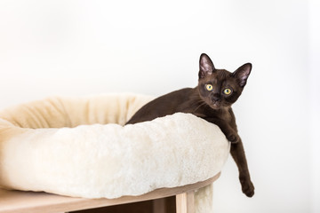 A cute little burmese kitten on a white cat bed