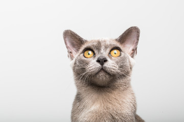 Closeup of a blue gray Burmese kitten