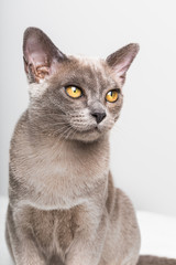 Closeup of a blue gray Burmese kitten