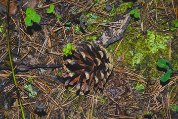 Dry spruce cone on forest soil covered with fallen needles close-up.