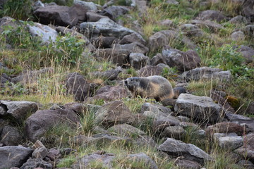 Marmotte, Cantal