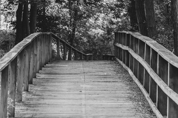 bridge in forest