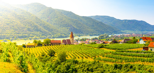 Obraz premium Sunny day in Wachau Valley. Landscape of vineyards and Danube River at Weissenkirchen, Austria