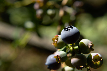 Close-up of ripe blueberrier (northern highbush blueberry - Vaccinium corymbosum) on the bushes of the plant on summer sunny day, macro details