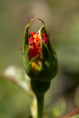 Young orange and yellow rose bud on sunny summer day in the garden, with green background