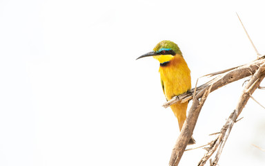 Little Bee-eater - Merops pusillus - Dwergbijeneter