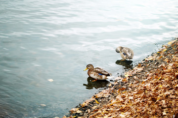 Cute ducks on a city pond or lake
