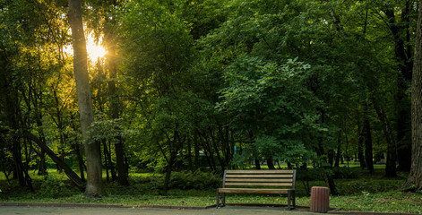 morning summer park scenic landscape background wallpaper view of wooden bench near road for walking and promenade in sun rise light through trees branches 
