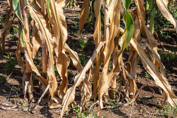 Dry Corn Field