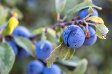 Wild Black Hawthorn Branch With Fruits Closeup