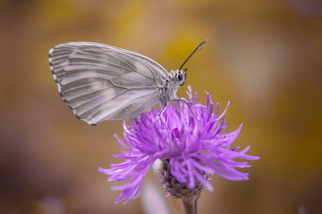 beautiful butterfly on the flower