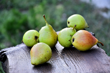 Ripe pear fruit in the garden on a summer board on a summer day.