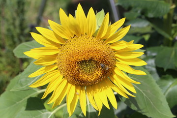 Beautiful bright colored sunflowers and green plants