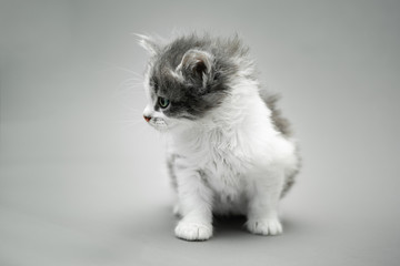 Small cute white and grey kitten standing against a seamless grey background and looking to the left