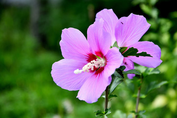 Obraz premium Lilac Chinese hibiscus flower in the garden on a summer day.