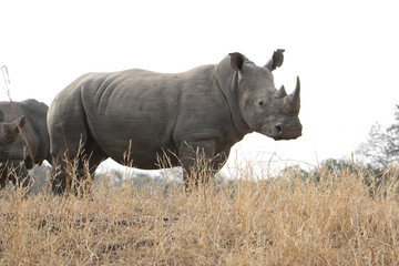 Rhino in the South African bush with place for text