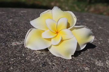 Frangipani