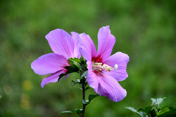 Lilac Chinese hibiscus flower in the garden on a summer day.