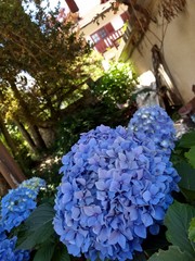 Flores en primer plano