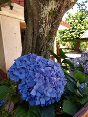 Flores en primer plano