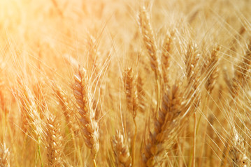 Close-up of a field of wheat with sunlight