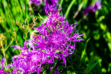 Centaurea Nervosa alpine cornflower number four