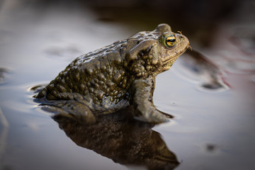 Close up photo of beautiful frog in the spring when their activity is very high.