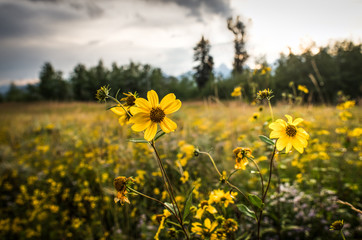 Bright Yellow Showy Goldeneye Flowers in Field - 2
