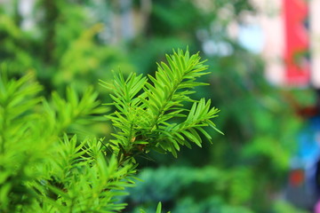 Closeup soft focus texture.