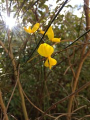 Flores en primer plano