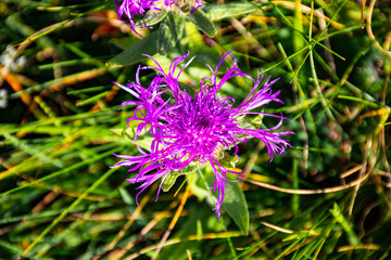 Centaurea Nervosa alpine cornflower number two