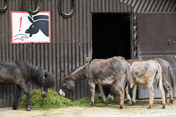 A pony and donkeys eat it with a warning sign.