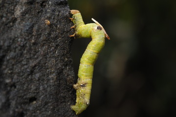 yellow worm on a tree