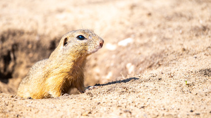 European ground squirrel, Spermophilus citellus, aka European souslik. Small cute rodent in natural habitat