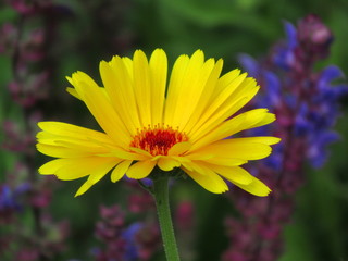 zauberhafte gelbe Ringelblume auf einer Blumenwiese im Garten