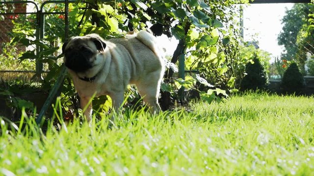Funny pug dog marks territory and rows the ground, pissing under a bush at sunset