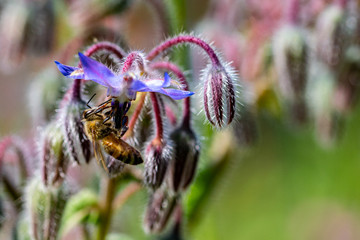 Honey bee collecting nectar pollen from a Borago officinalis wild flower