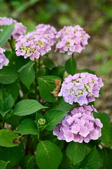 Pink flower hydrangea and green leaves.