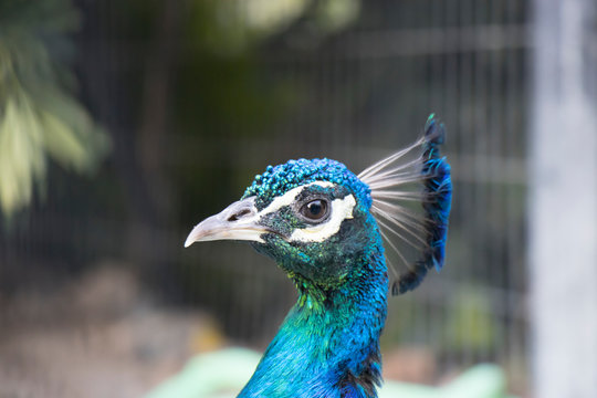 Stock Photo - Beautiful peacock portrait	