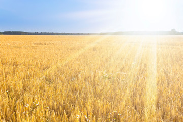 Wheat field and blue sky