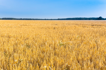 Wheat field and blue sky