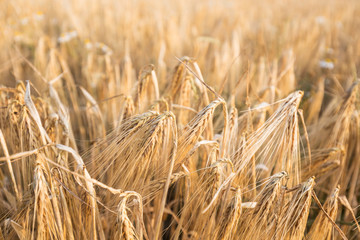 Wheat field and blue sky