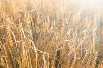 Wheat field and blue sky