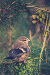 Juvenile fledgling bullfinch (pyrrhula pyrrhula) perched on pine conifer tree branches